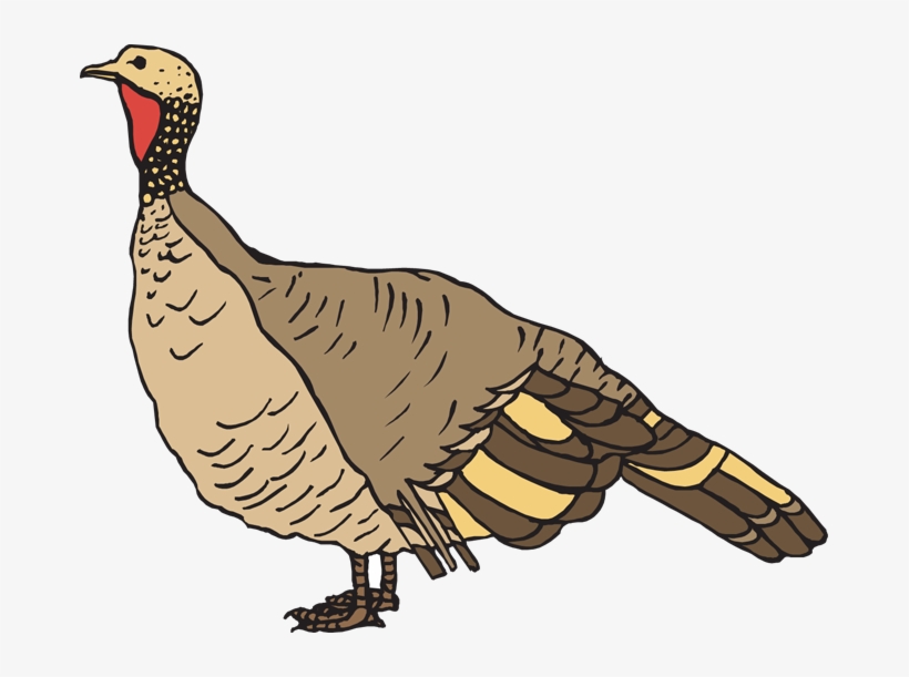Wild Turkey Clipart Black And White - Wild Turkey Clipart Free, transparent png download
