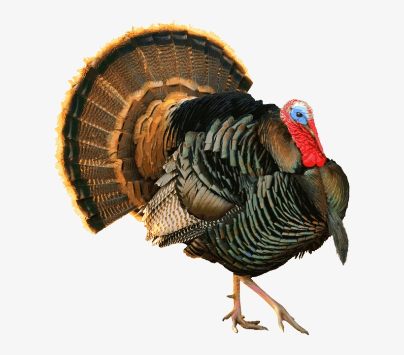 Another Proud Tom Turkey - Wild Turkey Clipart, transparent png download