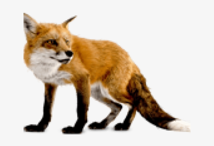 Fox Clipart Dhole - Fox Png, transparent png download