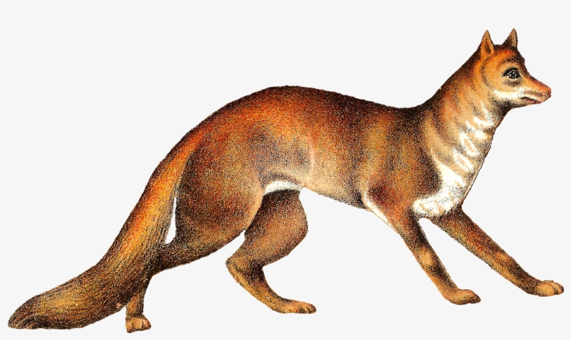 Free Download Fox Clipart Red Fox Arctic Fox Cat - German Shepherd, transparent png download