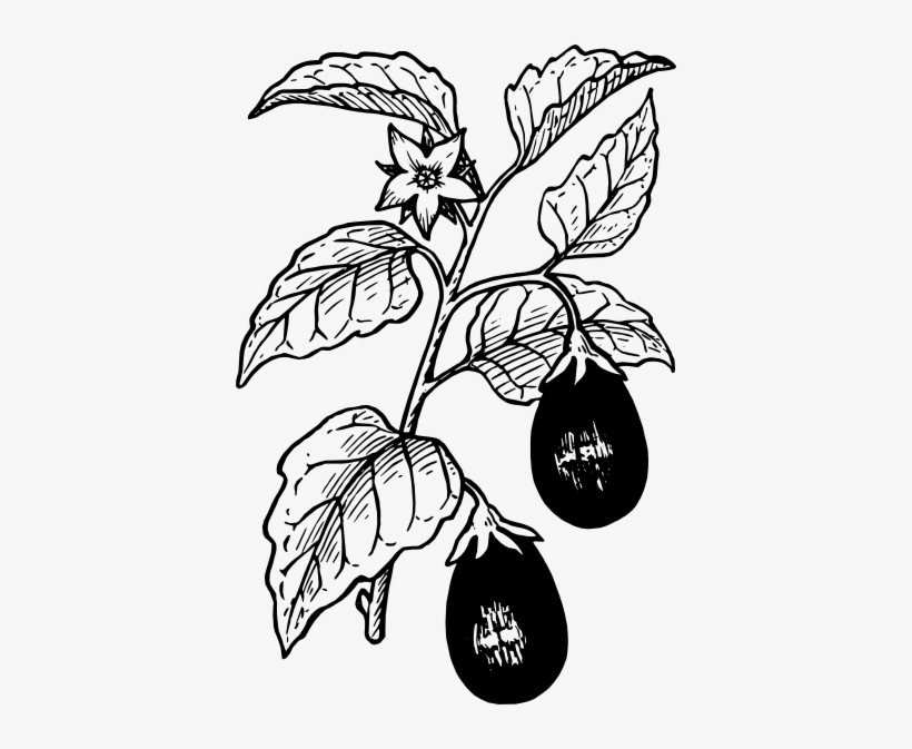Eggplant Clip Art Black And White - Brinjal Plant Black And White, transparent png download