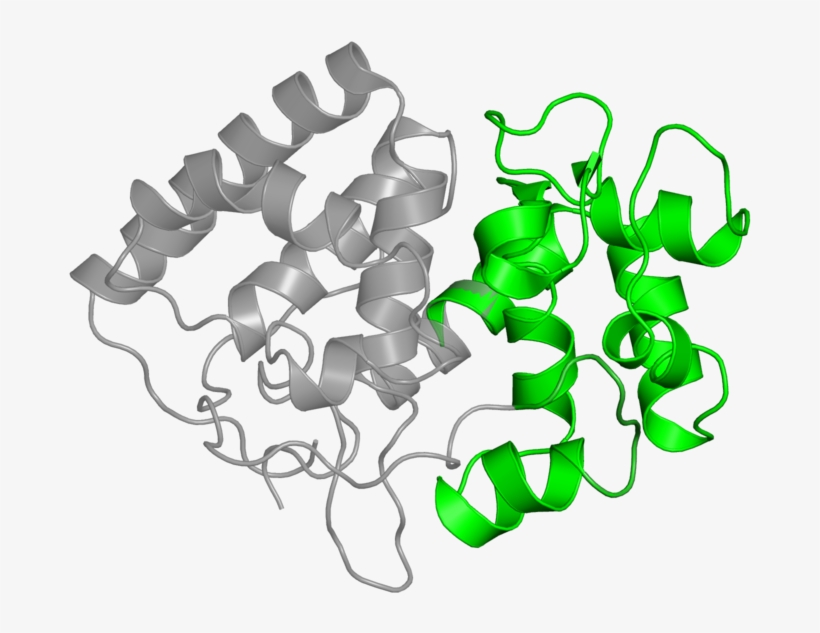 L-ascorbate Peroxidase, transparent png download