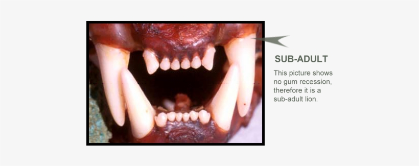 Photo Of Subadult Lion Teeth Showing No Gum Recession - Lion Teeth Close Up, transparent png download