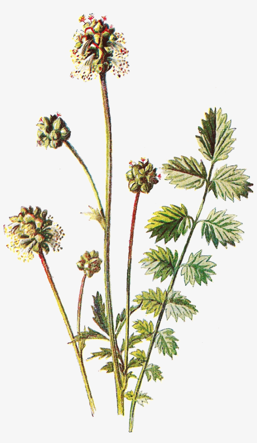 Antique Images Free Flower - Botanical Prints Free, transparent png download