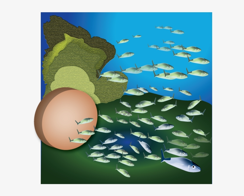 School Of Fish - Shoaling And Schooling, transparent png download