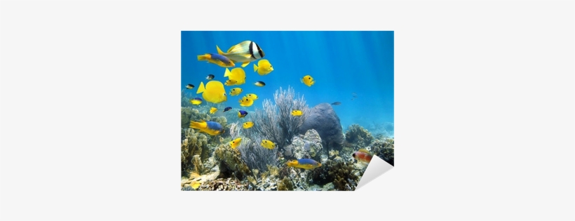 Underwater Coral Reef With School Of Fish Sticker • - Snorkeling Key West, transparent png download