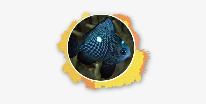 Its Really Cool If Your Lucky Enough To See Them In - White And Yellow Fish With Black Stripe, transparent png download