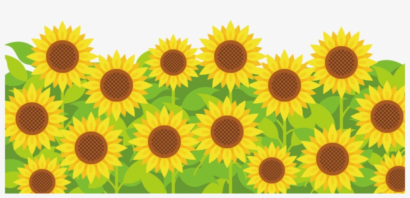 Himawaribg - Sunflower, transparent png download