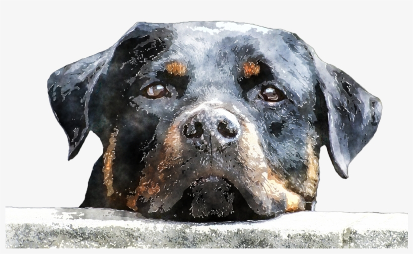 Watercolour Dog By Lavandalu-d9opw3q - Rottweiler, Dog T-shirt & Hoodie, transparent png download