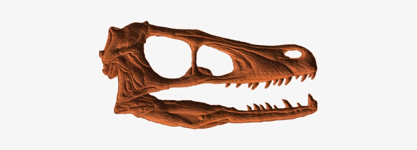 Velociraptor Skull - Velociraptor Skull Png, transparent png download
