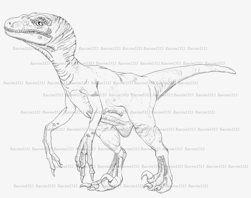 8y6ehca 8y6ehca Baby Featherd Raptor - Sketch, transparent png download