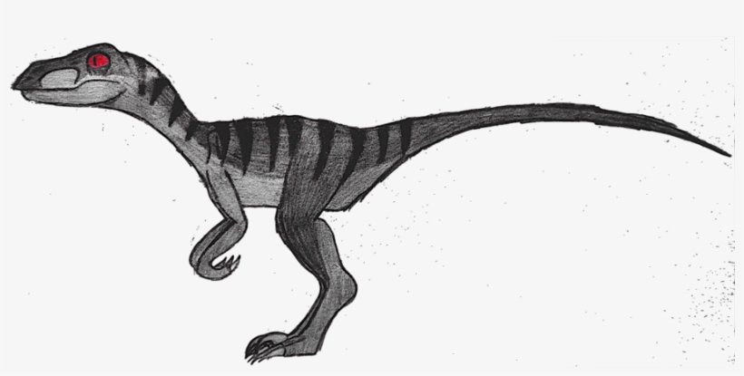 Drawing - Drawing Of A Velociraptor, transparent png download