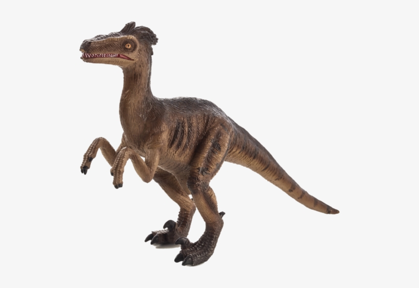Velociraptor, transparent png download