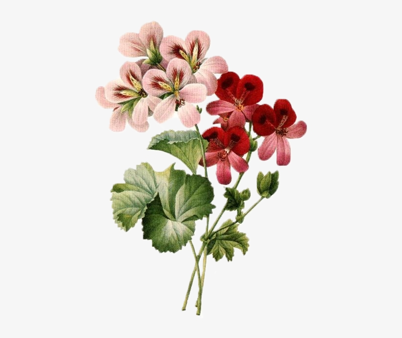 Vintage - Vintage Botanical Illustration Png, transparent png download