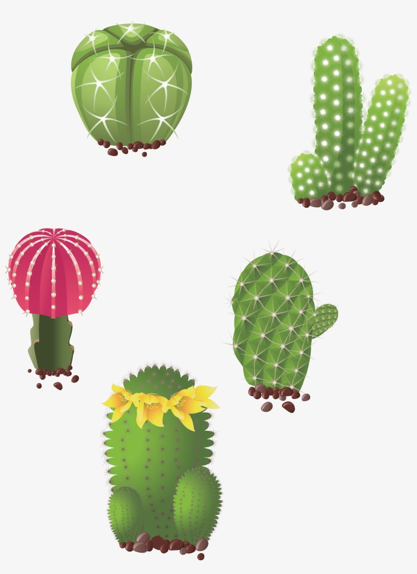 Cactaceae Succulent Plant Drawing Illustration - Dibujos De Tunas, transparent png download