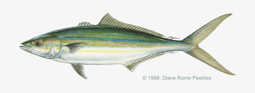 Yellowtail Vs Rainbow Runner, transparent png download