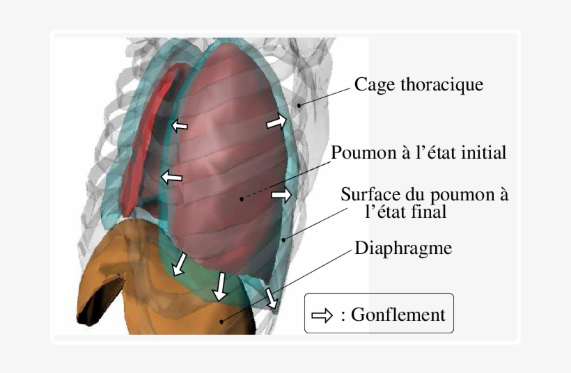 11 Etude Anatomique Du Mouvement Pulmonaire - Rib Cage, transparent png download
