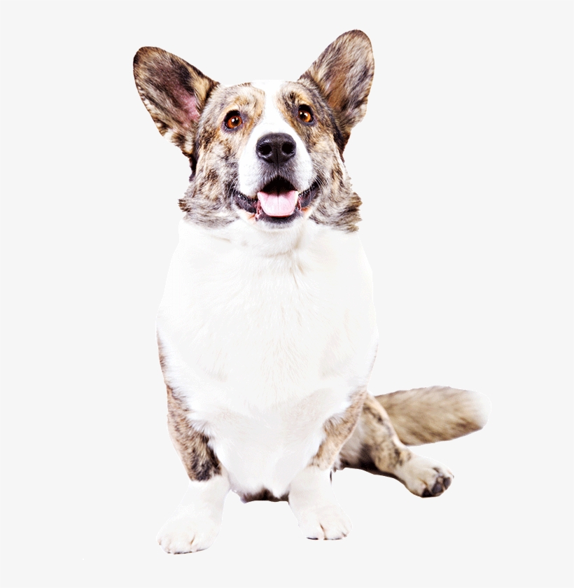 A Cardigan Welsh Corgi - Pembroke Welsh Corgi, transparent png download