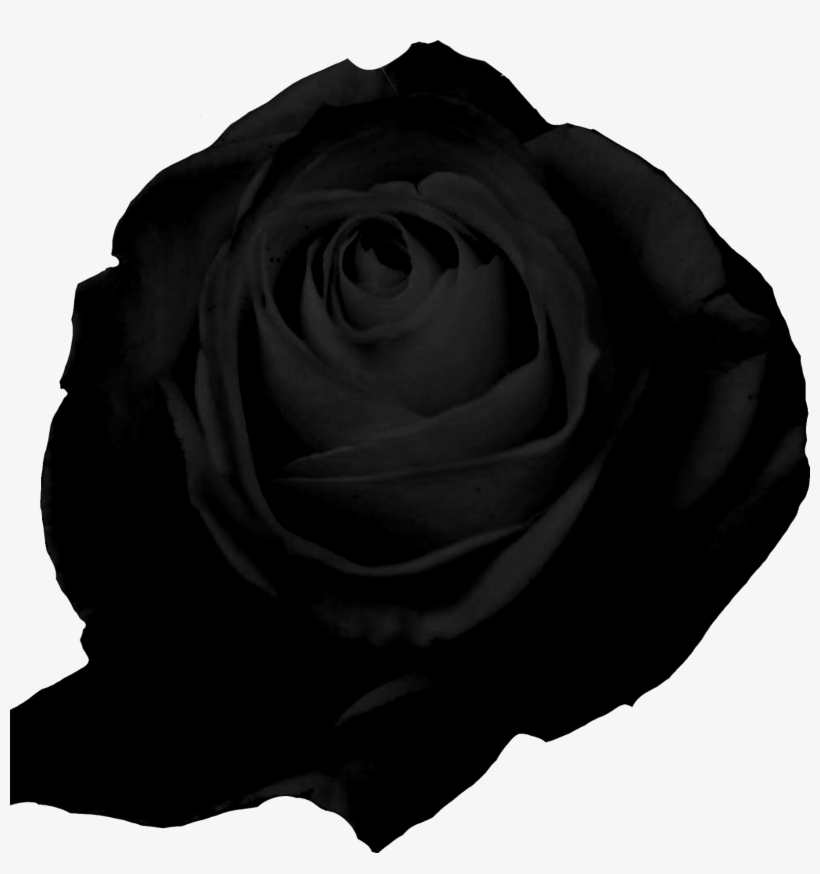 Rosas Png - Black Rose White Background, transparent png download