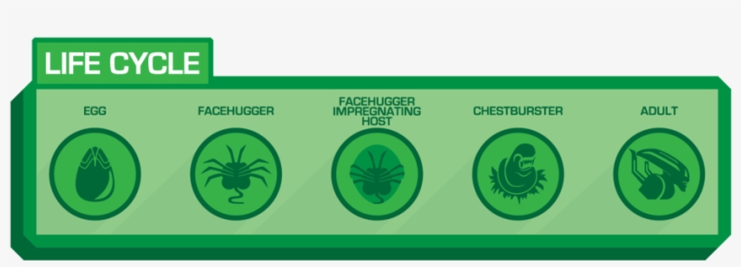 Lifecycle - Alien, transparent png download