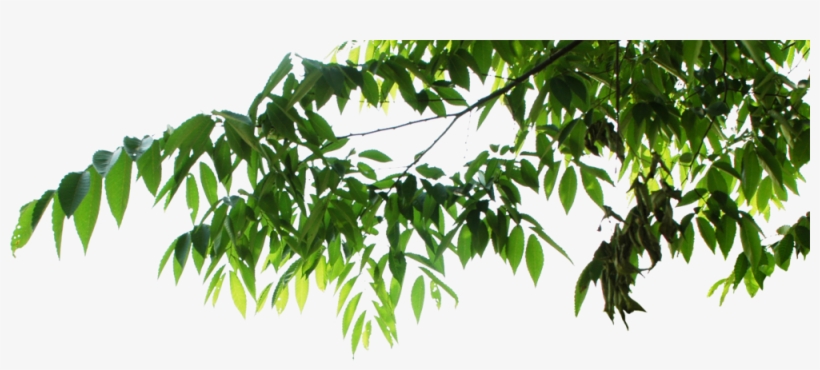 Hanging Leaves - Hanging Leaves Png, transparent png download
