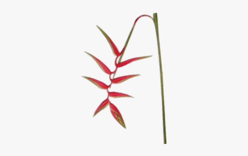 Download - Hanging Heliconia, transparent png download