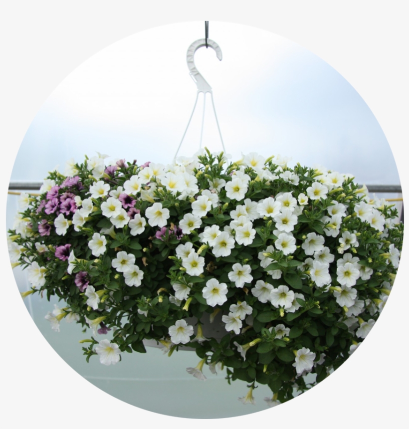 Hanging Baskets - Hanging Basket, transparent png download