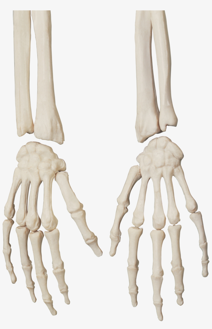 Skeleton Png - Human Body Organs, transparent png download