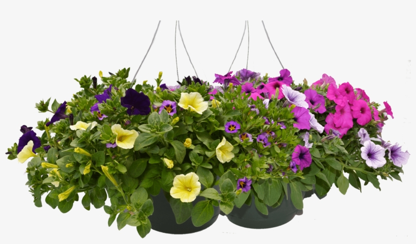 Hanging Baskets Ii 2000×1000 - Petunia, transparent png download