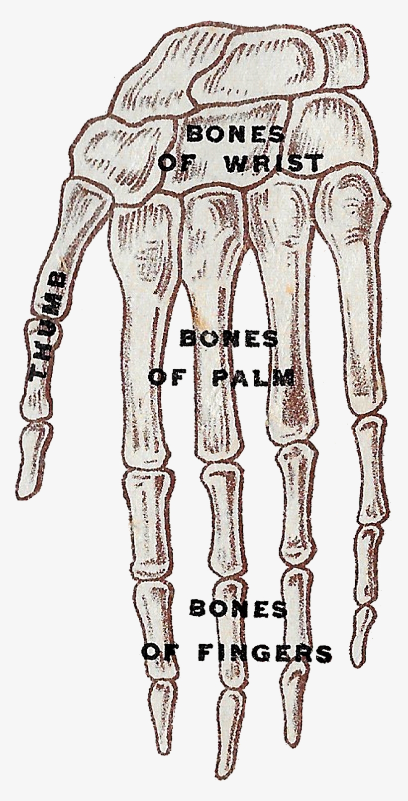 Vintage Human Anatomy Images - Sketch, transparent png download