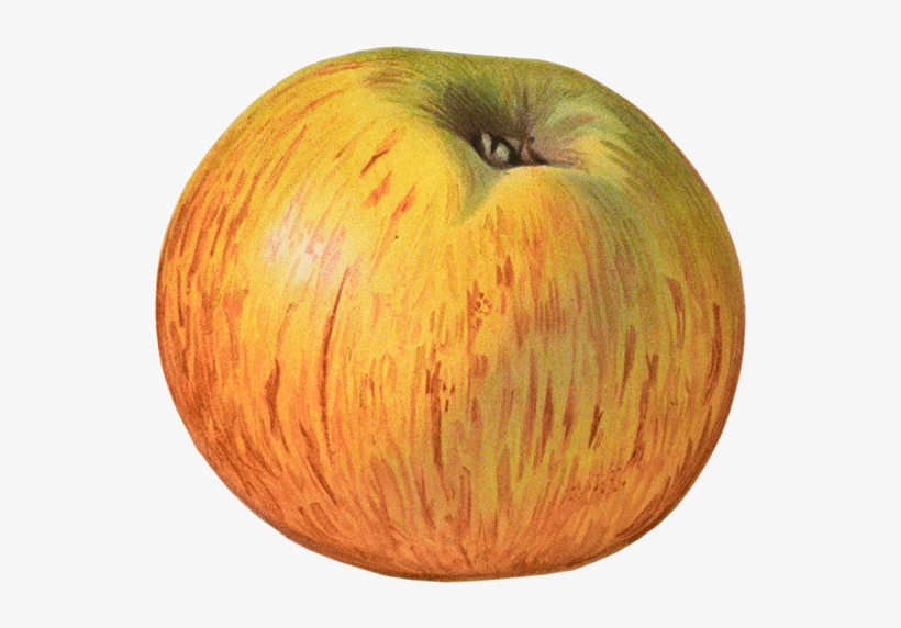 Apples - Apple, transparent png download