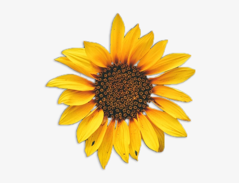 The Fresh Herb Co - Sun Flower Vector, transparent png download