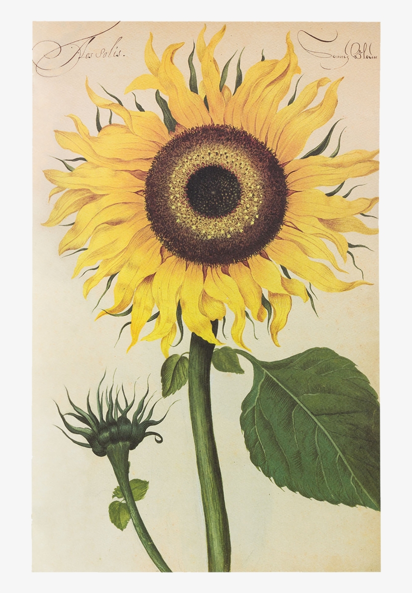 Picture Of Sunflower Flower Plates De Geest - Sunflower Shop Png, transparent png download