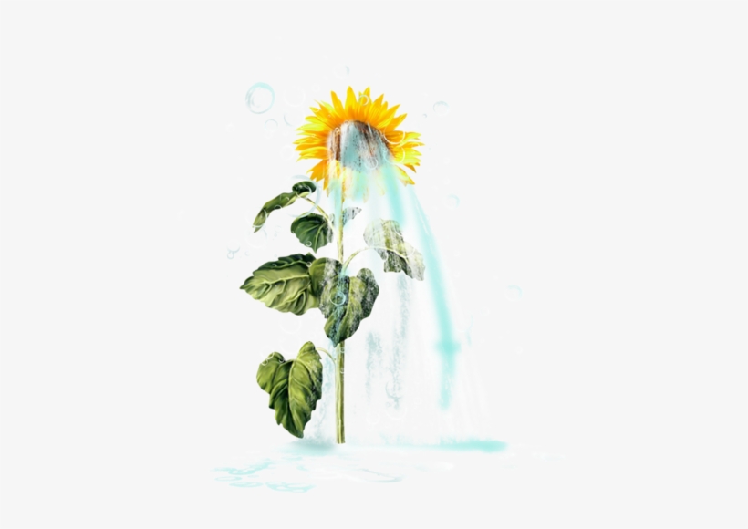 Sunflowers - Common Sunflower, transparent png download