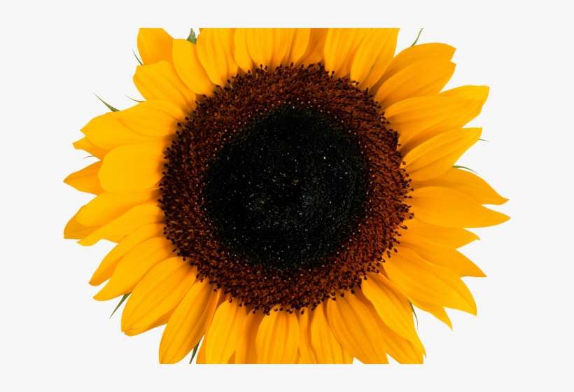 Sunflowers Png Transparent Images - Sunflower Thank You Card, transparent png download