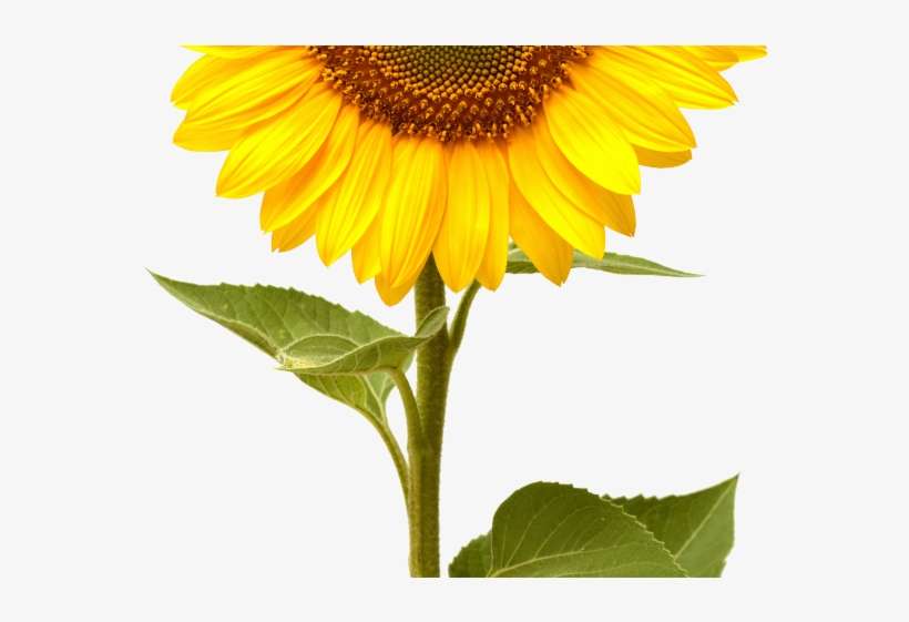 Sunflowers Png Transparent Images - Life Cycle Of A Sunflower By Grace Jones, transparent png download