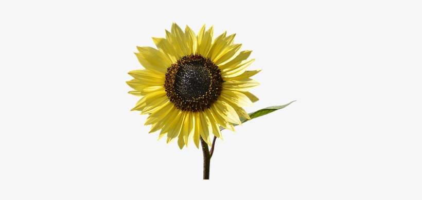 Sunflower, Flower, Yellow Flower, Bloom - Carte Nomenclature Fleurs, transparent png download