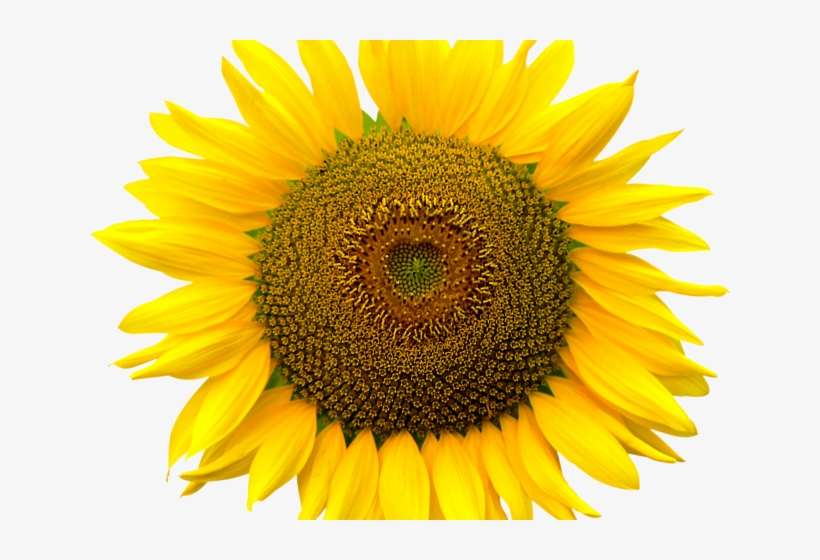 Sunflowers Png Transparent Images - Ser Uma Pessoa Fria, transparent png download