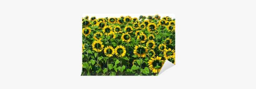 Sunflower, transparent png download
