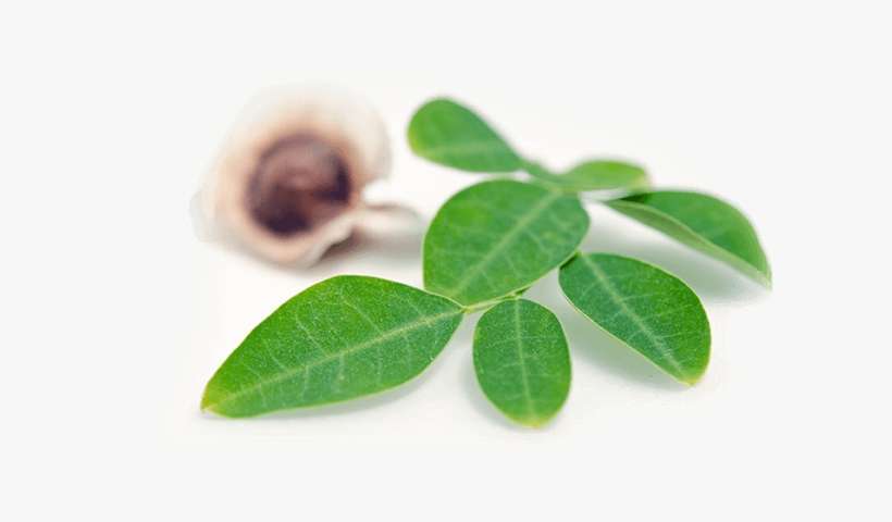 Moringa - Drumstick Tree, transparent png download