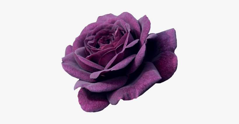 Amazing, Flower, Landscape, Nature, Purple, Rose, Transparent,, transparent png download