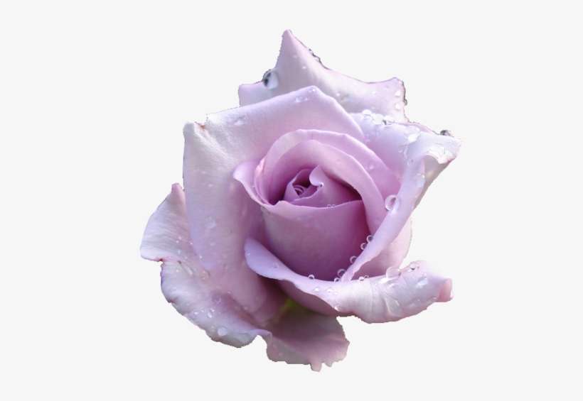 Archive - Lavender Roses Transparent Background, transparent png download