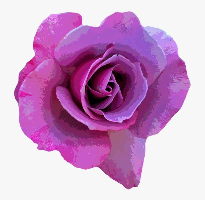 Rose PNG Image | Transparent PNG Free Download on SeekPNG