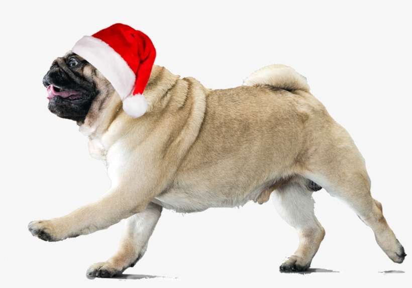 Transparent Pugs Jpg Download - Pugs With Transparent Background, transparent png download