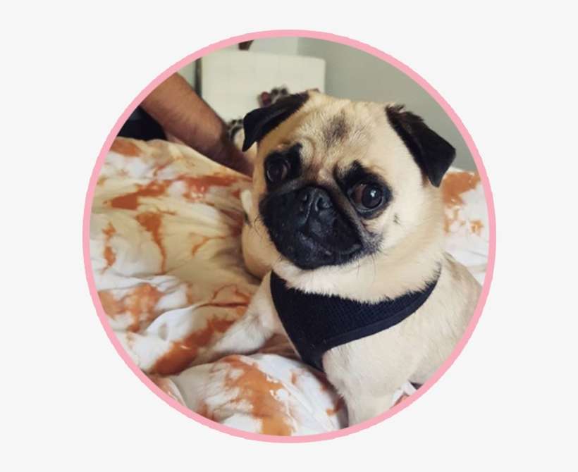 Biscuitthepikeletpug 1 - Portable Network Graphics, transparent png download