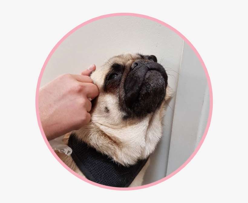 Pikeletthepug 2 - Portable Network Graphics, transparent png download