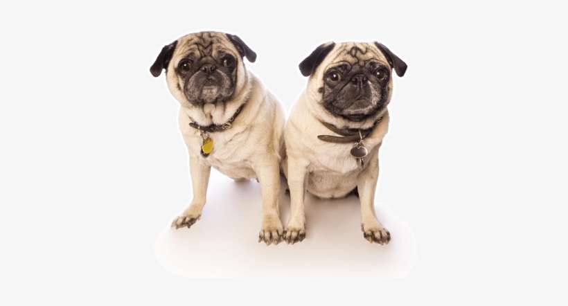 Looking For A Pug Puppy Or Dog In Antioch California - Pug, transparent png download