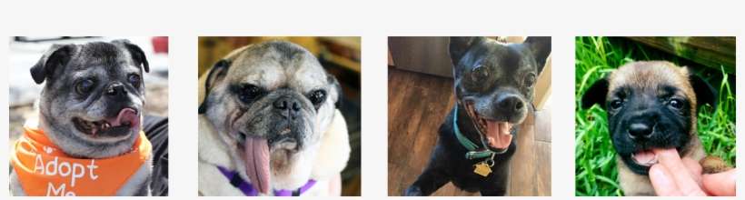 We Rely On Donations In Order To Pay For The Care Of - Pug, transparent png download