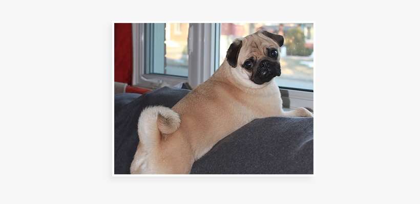 Pug, transparent png download