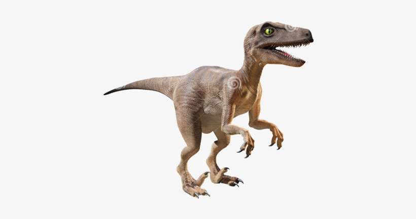 24 Feb 2015 - Velociraptor: A History Just For Kids, transparent png download